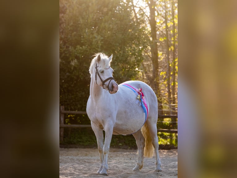 Deutsches Reitpony Stute 18 Jahre 146 cm Schimmel in Hohenlockstedt