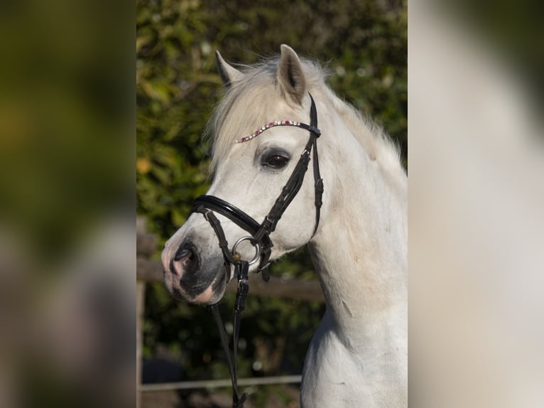 Deutsches Reitpony Stute 18 Jahre 146 cm Schimmel in Hohenlockstedt