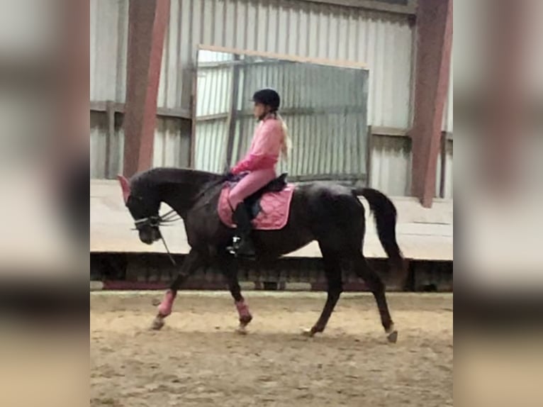 Deutsches Reitpony Stute 18 Jahre 147 cm Dunkelfuchs in BremenBremen