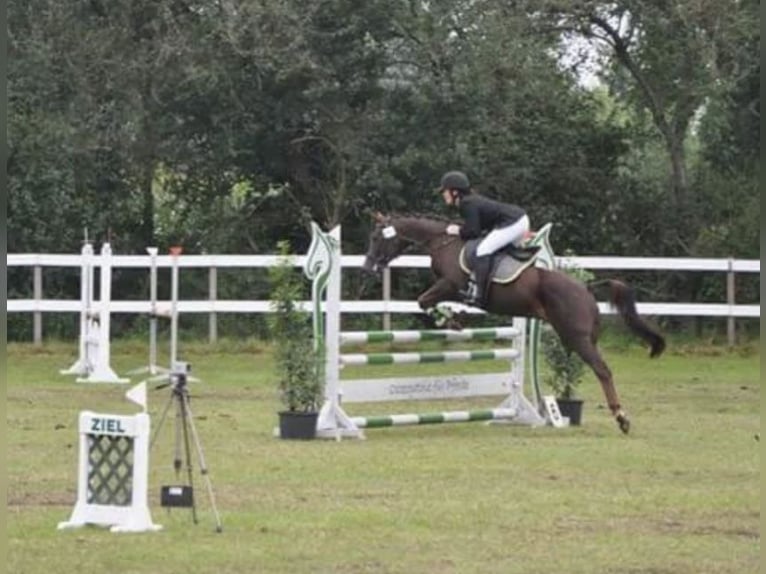 Deutsches Reitpony Stute 18 Jahre 147 cm Dunkelfuchs in BremenBremen