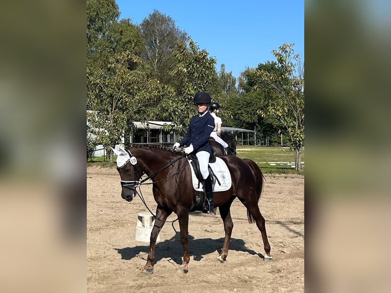 Deutsches Reitpony Stute 18 Jahre 147 cm Dunkelfuchs in BremenBremen