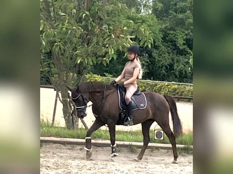 Deutsches Reitpony Stute 18 Jahre 147 cm Dunkelfuchs in BremenBremen