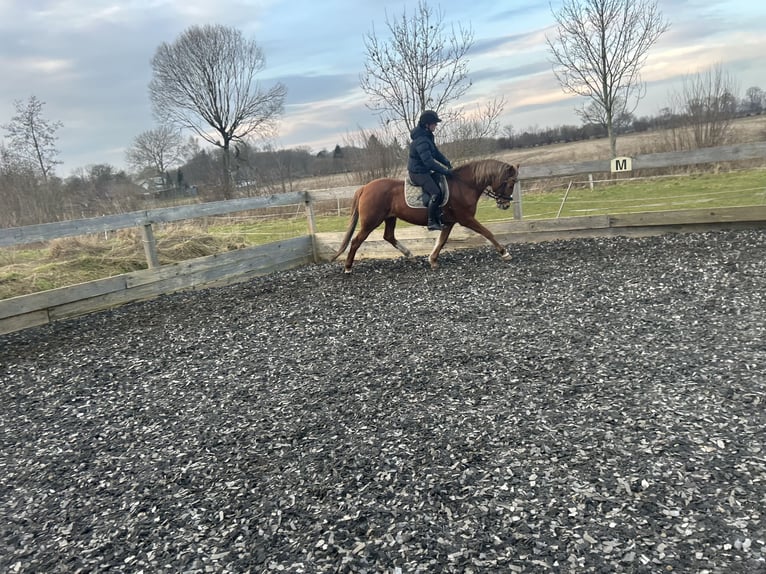 Deutsches Reitpony Stute 18 Jahre 147 cm Fuchs in Sieverstedt