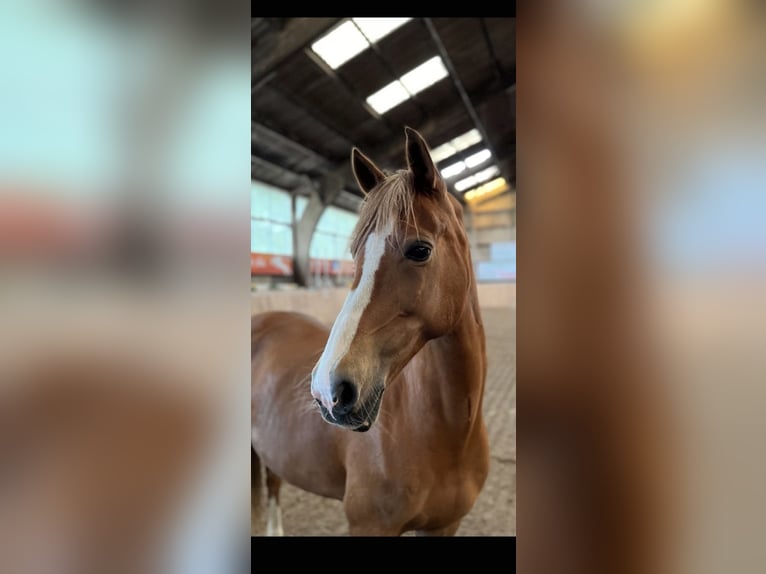 Deutsches Reitpony Stute 18 Jahre 147 cm Fuchs in Sieverstedt