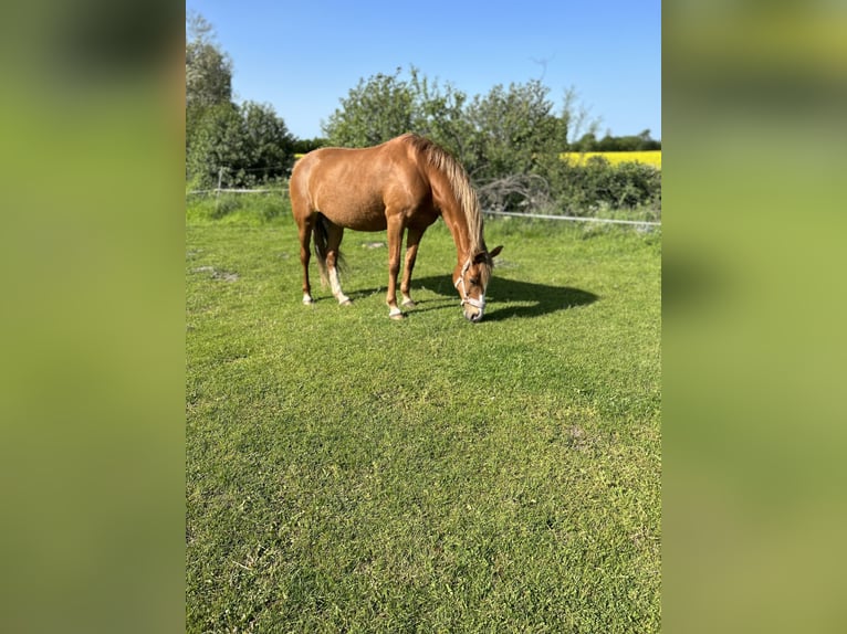 Deutsches Reitpony Stute 18 Jahre 147 cm Fuchs in Sieverstedt