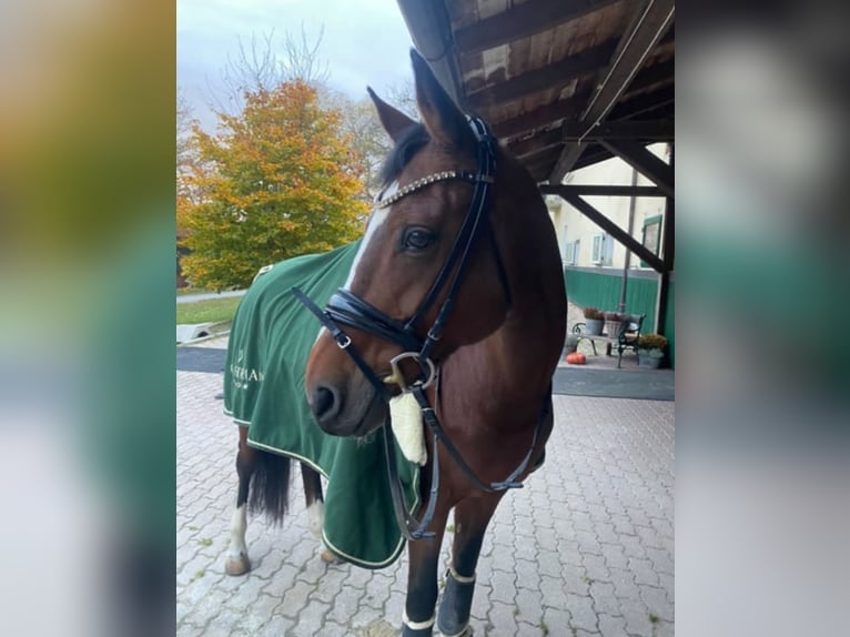 Deutsches Reitpony Stute 18 Jahre 148 cm Brauner in Himberg