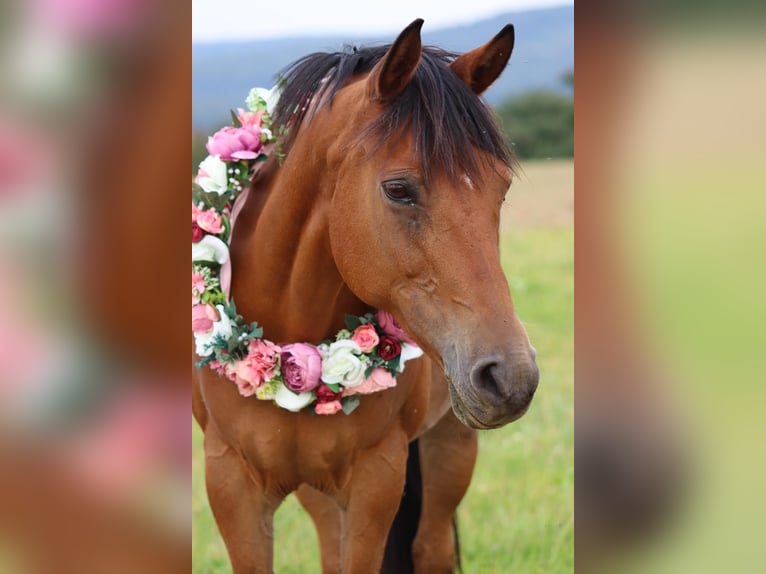 Deutsches Reitpony Stute 18 Jahre 148 cm Brauner in Lauterbach