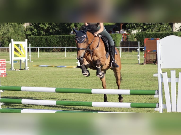 Deutsches Reitpony Stute 18 Jahre 148 cm Brauner in Lauterbach