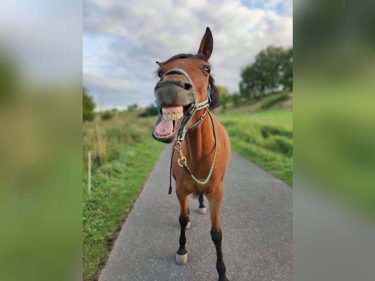 Deutsches Reitpony Stute 18 Jahre 148 cm Brauner in Lauterbach
