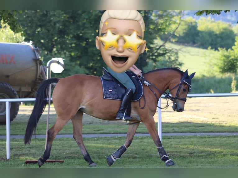 Deutsches Reitpony Stute 18 Jahre 148 cm Brauner in Lauterbach