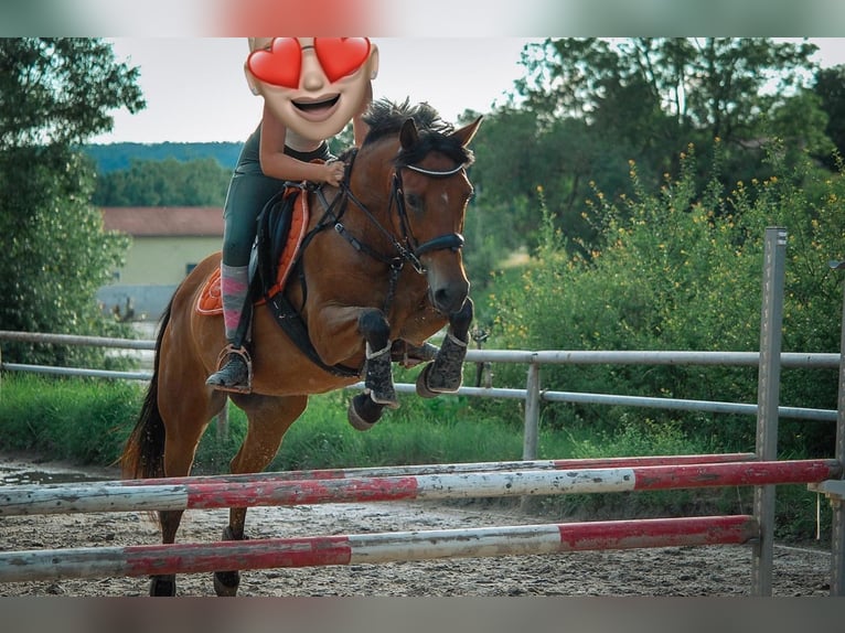 Deutsches Reitpony Stute 18 Jahre 148 cm Brauner in Lauterbach