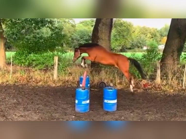 Deutsches Reitpony Stute 18 Jahre 148 cm Brauner in Norderstedt