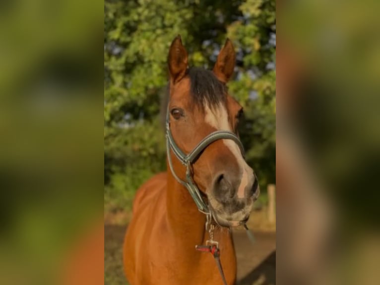 Deutsches Reitpony Stute 18 Jahre 148 cm Brauner in Norderstedt
