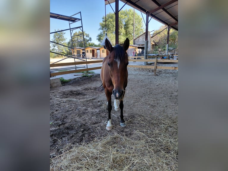 Deutsches Reitpony Stute 18 Jahre 148 cm Dunkelbrauner in Bourlens
