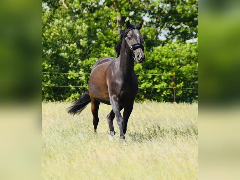 Deutsches Reitpony Stute 18 Jahre 148 cm Rappe in Weidenberg