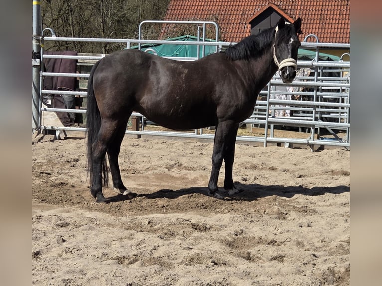 Deutsches Reitpony Stute 18 Jahre 148 cm Rappe in Weidenberg