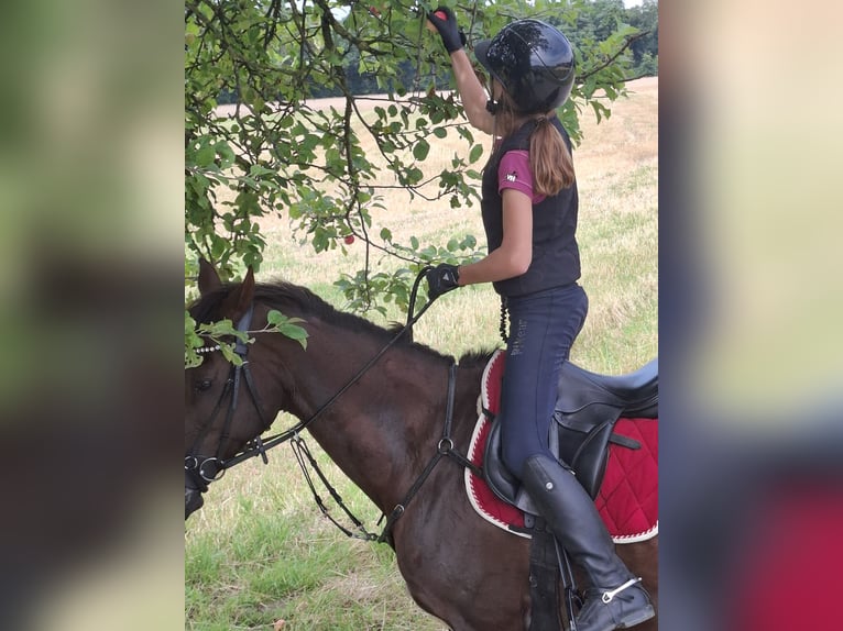 Deutsches Reitpony Stute 18 Jahre 149 cm Dunkelfuchs in Rhede