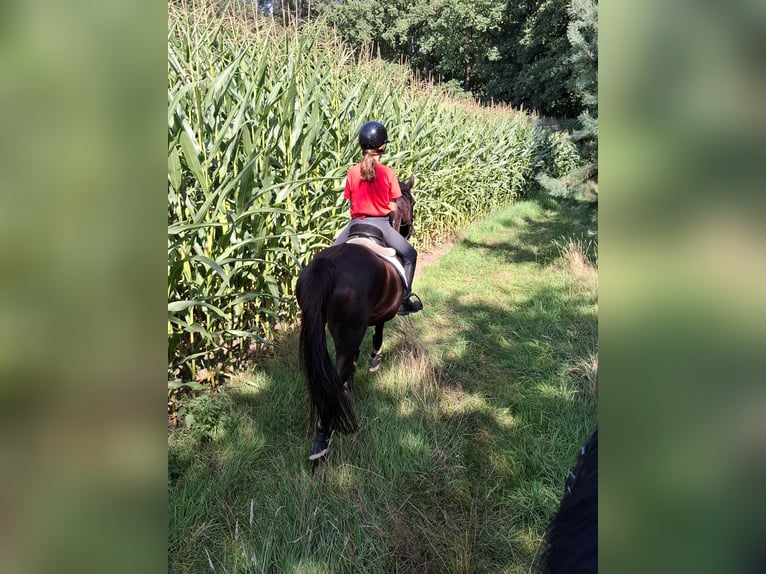 Deutsches Reitpony Stute 18 Jahre 149 cm Dunkelfuchs in Rhede