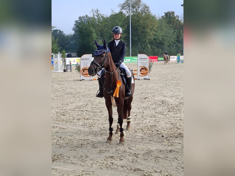 Deutsches Reitpony Stute 18 Jahre 149 cm Dunkelfuchs in Rhede