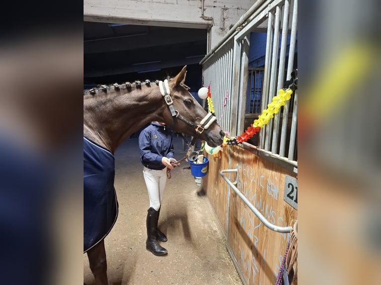 Deutsches Reitpony Stute 18 Jahre 149 cm Dunkelfuchs in Rhede