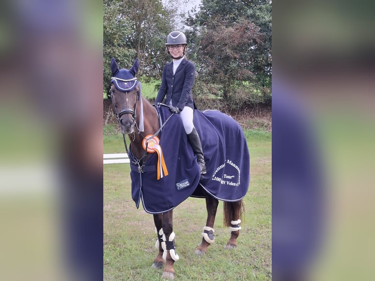Deutsches Reitpony Stute 18 Jahre 149 cm Dunkelfuchs in Rhede