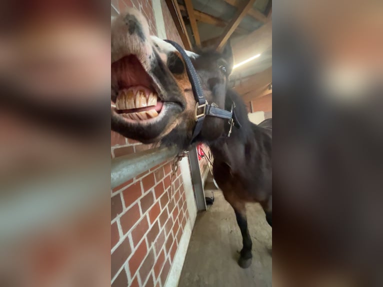 Deutsches Reitpony Mix Stute 18 Jahre 152 cm Dunkelbrauner in Br&#xFC;ck