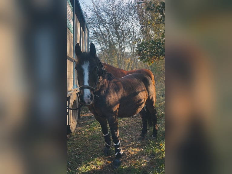 Deutsches Reitpony Mix Stute 18 Jahre 152 cm Dunkelbrauner in Br&#xFC;ck