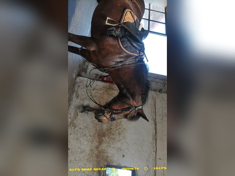 Deutsches Reitpony Mix Stute 18 Jahre 152 cm Dunkelbrauner in Br&#xFC;ck