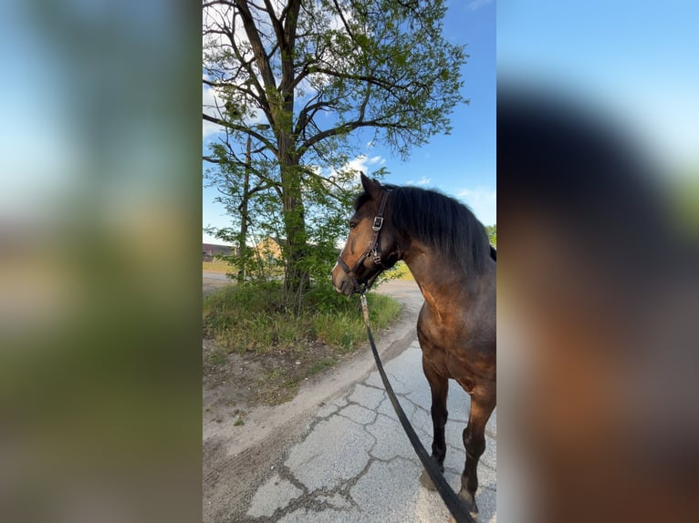 Deutsches Reitpony Mix Stute 18 Jahre 152 cm Dunkelbrauner in Br&#xFC;ck