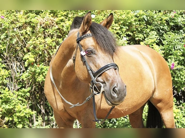 Deutsches Reitpony Stute 18 Jahre in Rommerskirchen