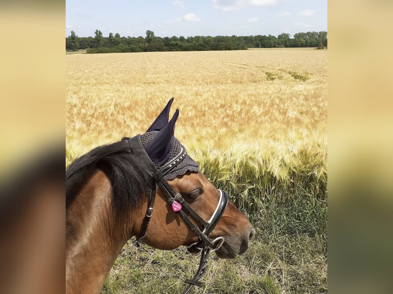 Deutsches Reitpony Stute 18 Jahre in Rommerskirchen