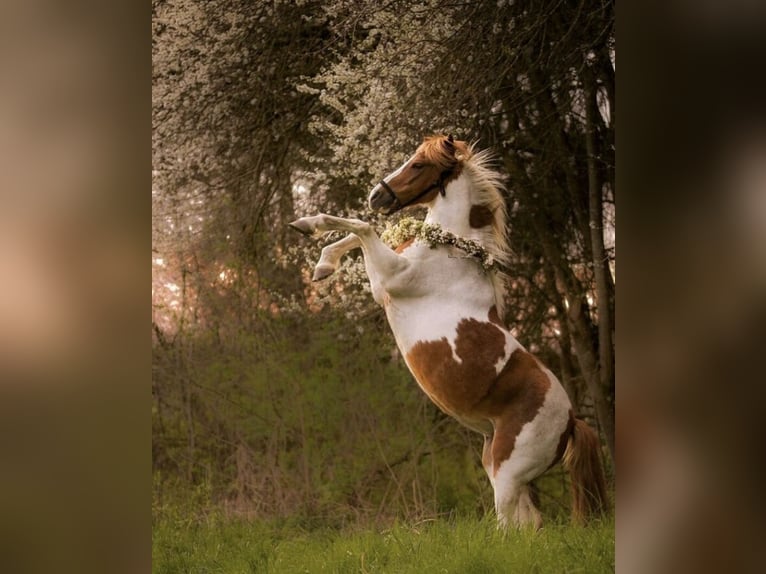 Deutsches Reitpony Stute 19 Jahre 125 cm Schecke in Sulzemoos