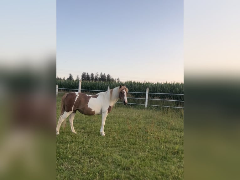 Deutsches Reitpony Stute 19 Jahre 125 cm Schecke in Sulzemoos