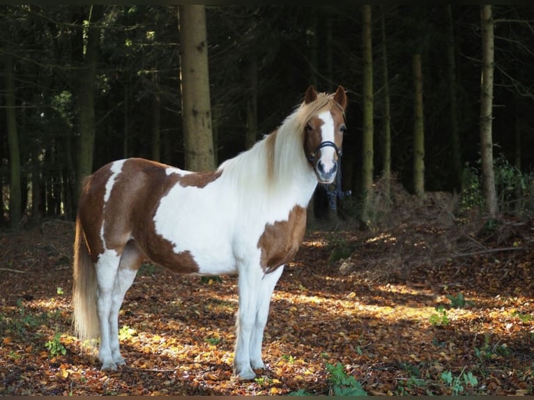 Deutsches Reitpony Stute 19 Jahre 125 cm Schecke in Sulzemoos