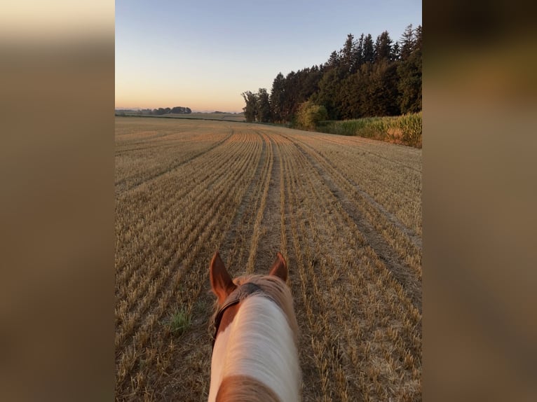 Deutsches Reitpony Stute 19 Jahre 125 cm Schecke in Sulzemoos