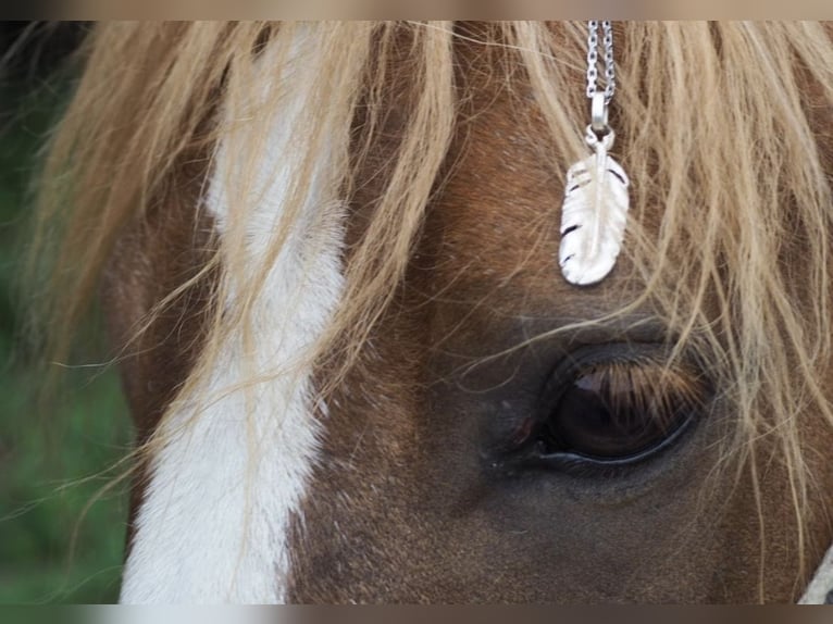 Deutsches Reitpony Stute 19 Jahre 125 cm Schecke in Sulzemoos