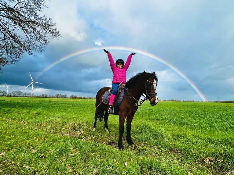 Deutsches Reitpony Stute 19 Jahre 129 cm Brauner in Martfeld