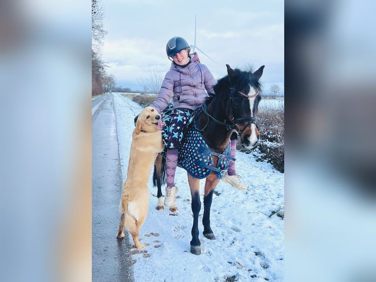 Deutsches Reitpony Stute 19 Jahre 129 cm Brauner in Martfeld