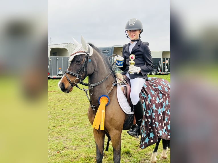 Deutsches Reitpony Stute 19 Jahre 129 cm Brauner in Martfeld