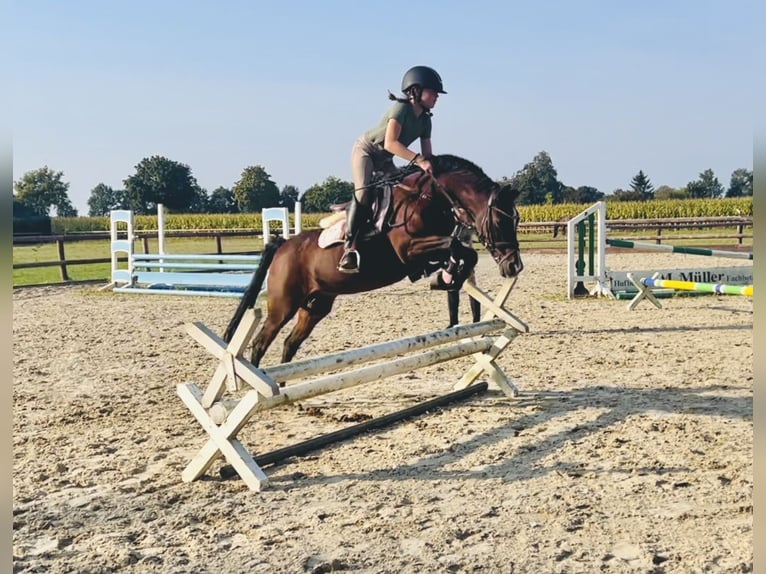 Deutsches Reitpony Stute 19 Jahre 129 cm Brauner in Martfeld