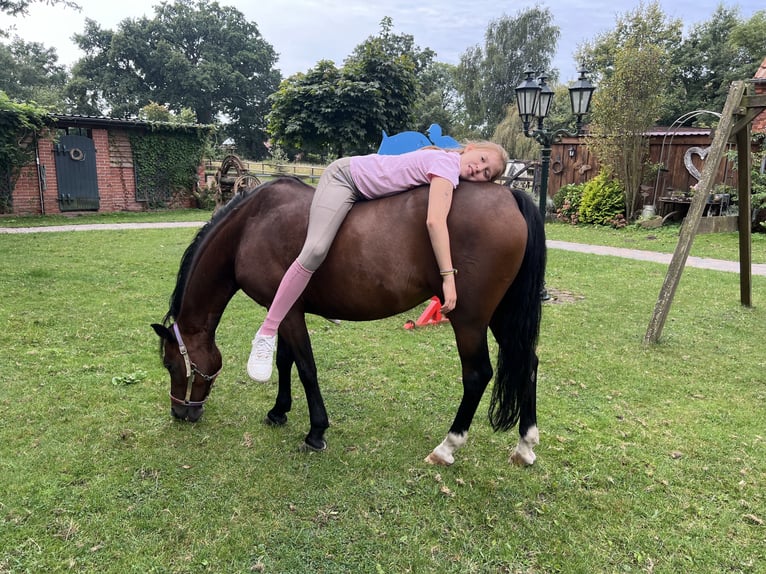 Deutsches Reitpony Stute 19 Jahre 129 cm Brauner in Martfeld