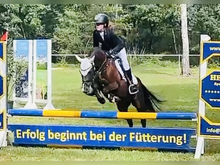 Deutsches Reitpony Stute 19 Jahre 129 cm Brauner in Martfeld