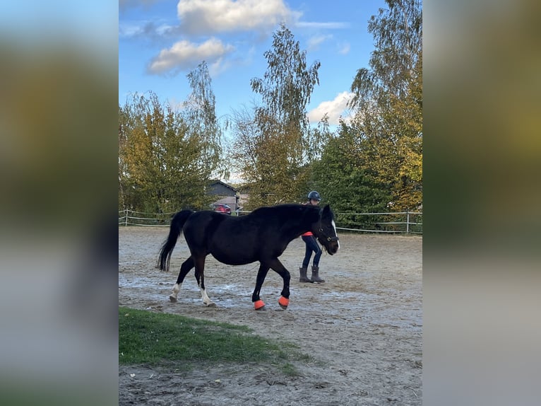 Deutsches Reitpony Stute 19 Jahre 134 cm Brauner in Dortmund