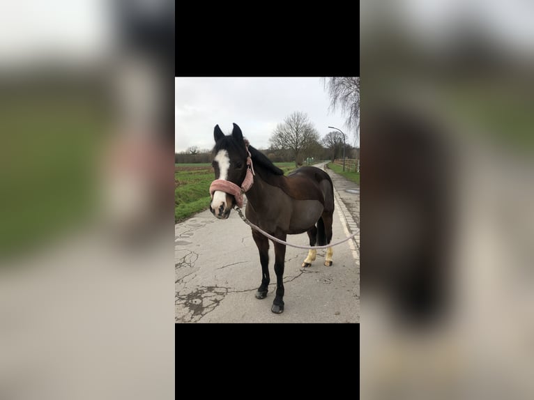Deutsches Reitpony Stute 19 Jahre 134 cm Brauner in Dortmund