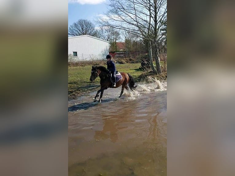 Deutsches Reitpony Stute 19 Jahre 137 cm Brauner in Ritterhude