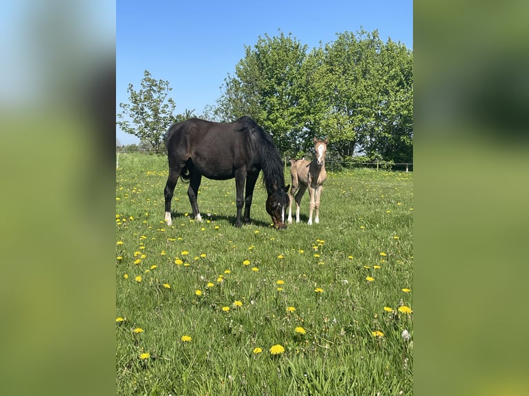 Deutsches Reitpony Stute 19 Jahre 139 cm Dunkelbrauner in Risum-Lindholm