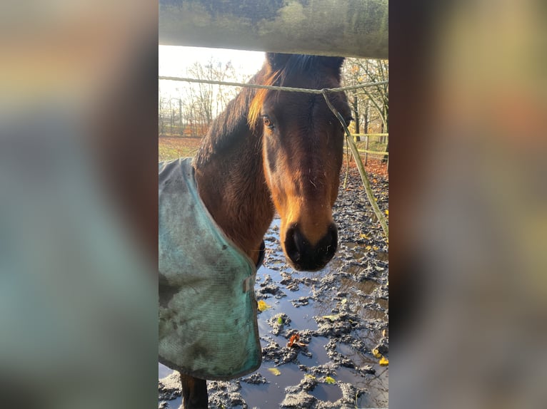 Deutsches Reitpony Mix Stute 19 Jahre 145 cm Brauner in Langstedt