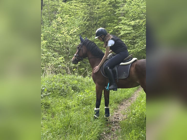 Deutsches Reitpony Stute 19 Jahre 145 cm Dunkelbrauner in Braunsbach