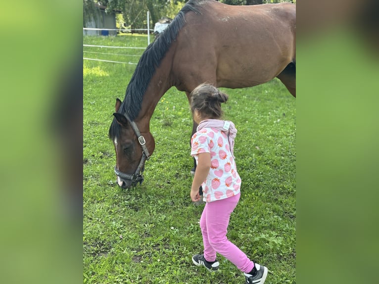 Deutsches Reitpony Stute 19 Jahre 145 cm Dunkelbrauner in Braunsbach