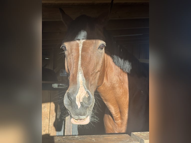 Deutsches Reitpony Stute 19 Jahre 145 cm Dunkelbrauner in Braunsbach